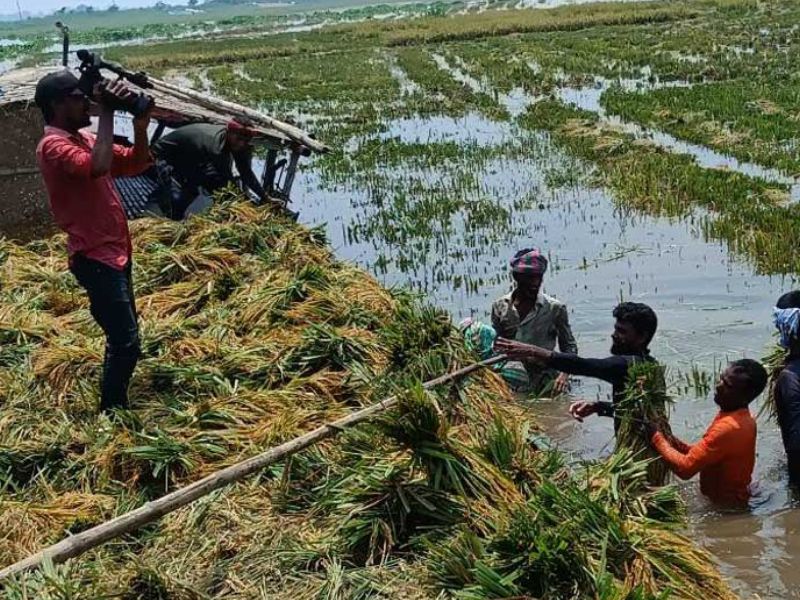 চলনবিলে আগাম বন্যা, সিরাজগঞ্জে তলিয়েছে কাঁচা-পাকা ধান